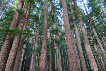 Fototapeta premium Forest natural scenery of Mount Rainier National Park, Washington State, USA