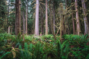 Fototapeta premium Forest natural scenery of Olympic National Park, Washington State, USA