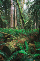 Obraz premium Forest natural scenery of Olympic National Park, Washington State, USA