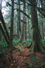 Fototapeta premium Forest natural scenery of Olympic National Park, Washington State, USA