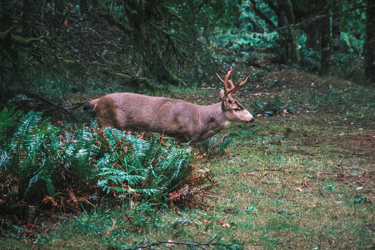 Forest deer natural scenery in Olympic National Park, USA
