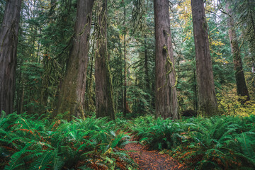 Obraz premium Forest natural scenery of Olympic National Park, Washington State, USA