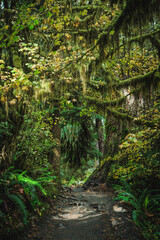 Obraz premium Hiking in the Hol River Rainforest, Olympic National Park, USA