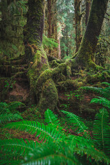 Obraz premium Hiking in the Hol River Rainforest, Olympic National Park, USA