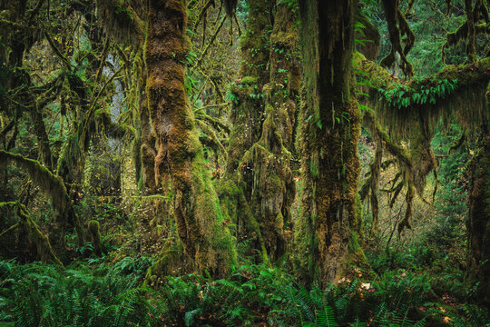 Hiking in the Hol River Rainforest, Olympic National Park, USA