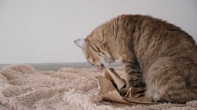 Playful cat playing with paper bag. The cat is always monkeying around seek more fun. Games with mischief pets