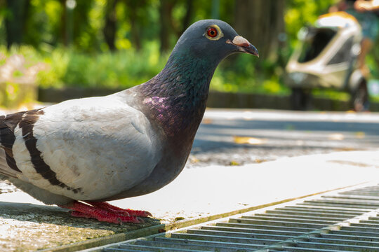A sunlit pigeon crouched and ready to move, conceptual image for getting ready, preparation, taking action, alertness, and transition.