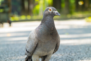 Bright close-up portrait of a feral pigeon (Columba livia) in profile, showcasing sharp orange eye and plumage details in a sunlit city park. © SF