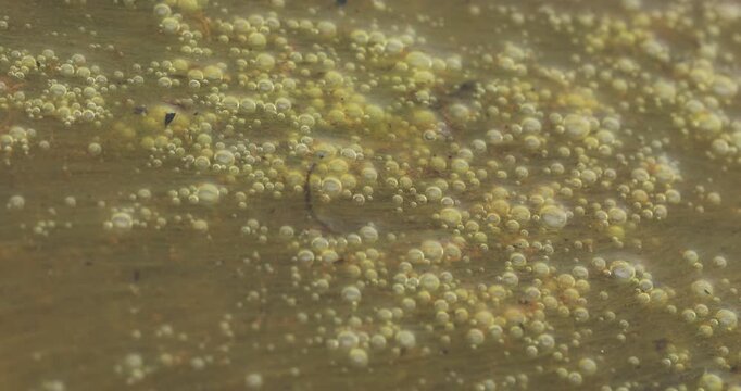Mossy Algae in the water