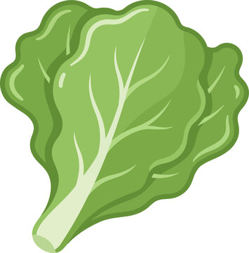 Fresh green lettuce leaf, healthy vegetarian food, raw salad ingredient, organic vegetable, isolated vector illustration, cute cartoon style design, simple white background, vegan diet.