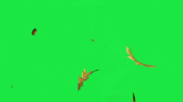 Falling autumn leaves on green screen background, chroma key wind blowing leaf animation
