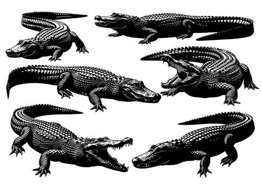 Set of black and white alligator and crocodile illustrations in various poses