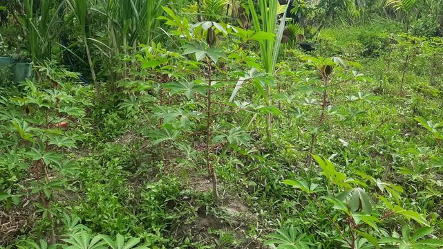 Young Cassava Plants Growing in a Lush Rural Farm Garden