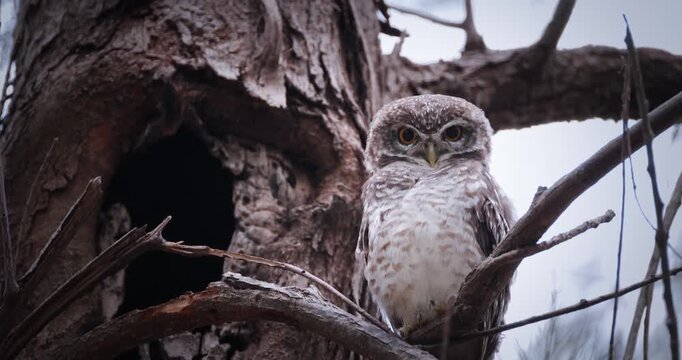 Spotted Owlet (Athene brama) perched on tree branch next to hollow nest in woodland during day. Medium shot of bird looking at camera with yellow eyes.