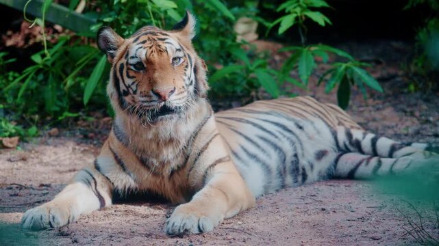 Indochinese tiger standing among lush green tropical jungle foliage.	