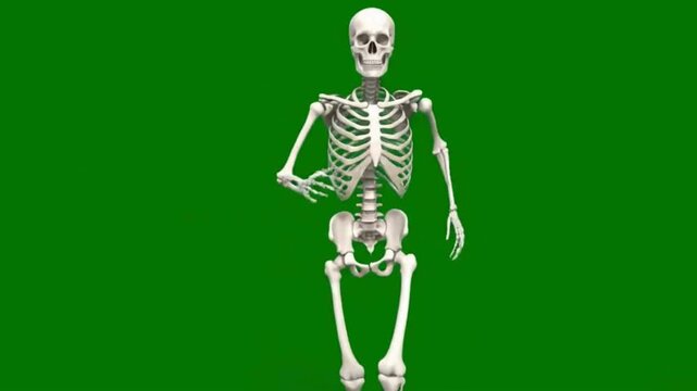 Full body human skeleton anatomical model a realistic 3D render on a green screen ideal for medical education science and Halloween projects