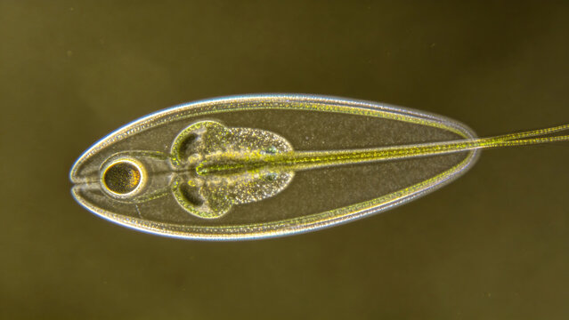 Original phase-contrast photomicrographs of Euglena gracilis, featuring characteristic flagella and eyespots, in a live freshwater wet mount, with realistic phase-contrast halos, from protobiology.