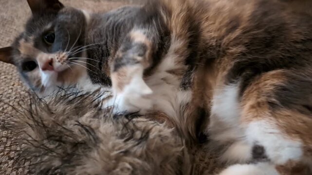 Curious Calico Cat Interacting with Valerian Scented Toy. Active Calico Cat Batting and Chasing Ferret-Shaped Toy