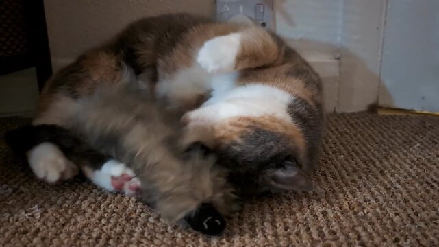 Curious Calico Cat Interacting with Valerian Scented Toy. Active Calico Cat Batting and Chasing Ferret-Shaped Toy