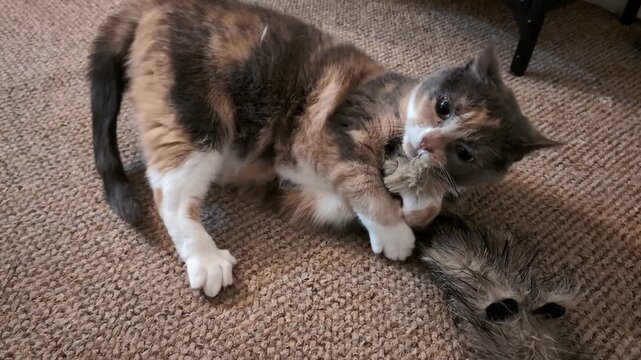 Curious Calico Cat Interacting with Valerian Scented Toy. Active Calico Cat Batting and Chasing Ferret-Shaped Toy