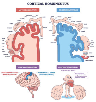 Cortical homunculus diagram showing how body areas map to cortex, motor homunculus, sensory homunculus, and brain gyri emphasize exaggerated hands, lips, tongue. Outline diagram