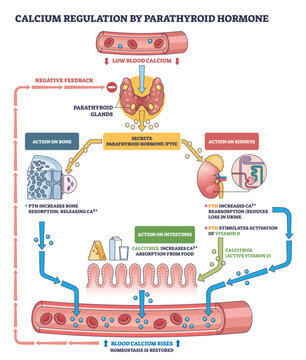 Parathyroid hormone calcium regulation visualizes how feedback raises blood calcium via parathyroid glands, bone, and kidneys, intestines aid absorption. Outline diagram