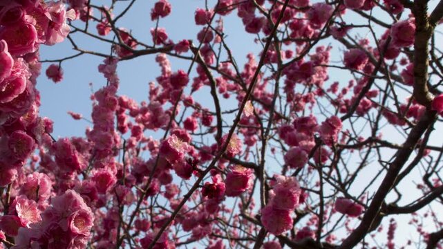 Pink Plum Blossoms Blooming on Tree Branches in Kanazawa Japan