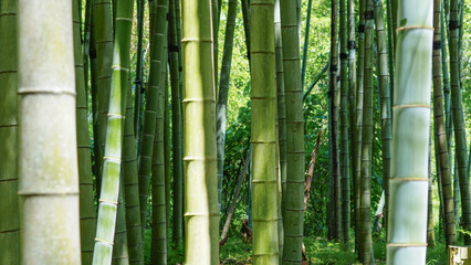 Obraz premium Lush green bamboo stalks standing tall in a dense forest