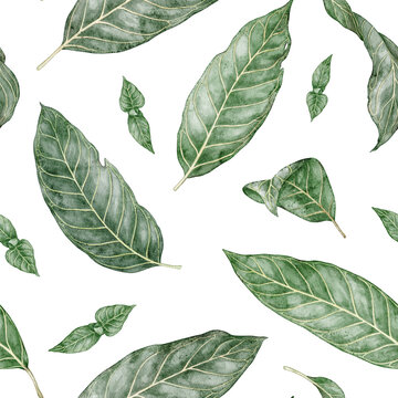 Seamless pattern of tropical Sanchezia speciosa. Hand drawn watercolor illustration with green exotic leaves in botanical style. Decorative background design for summer wallpaper or floral textile