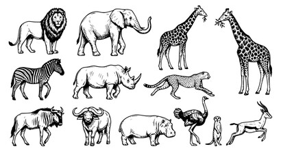 Hand Drawn Wild Savanna Animals Vector Collection Isolated on White Background © MD Rakibul