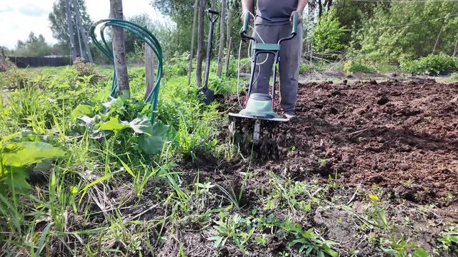 an electric garden cultivator breaking up and loosening soil in a vegetable garden. A man operates the compact gardening machine while rotating blades dig into the ground and pulverize earth for