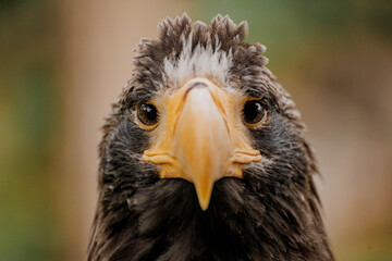 Obraz premium Close-up of a Steller's sea eagle with a dark brown body and a bright orange beak. The background is blurred, highlighting the eagle's features