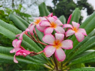 Fototapeta premium Plumeria (pluːˈmɛriə), also known as frangipani, is a genus of flowering plants in the subfamily Rauvolfioideae, of the family Apocynaceae. Most species are deciduous shrubs or small trees