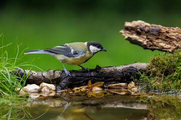 Kohlmeise (parus major) © Rolf Müller