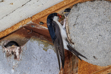 Mehlschwalbe (Delichon urbica) © Rolf Müller