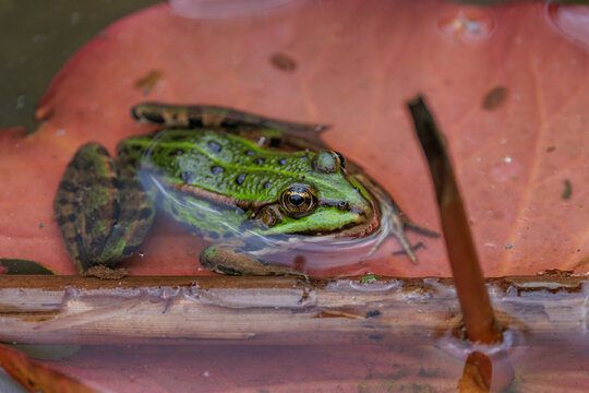 Teichfrosch (Rana esculenta)