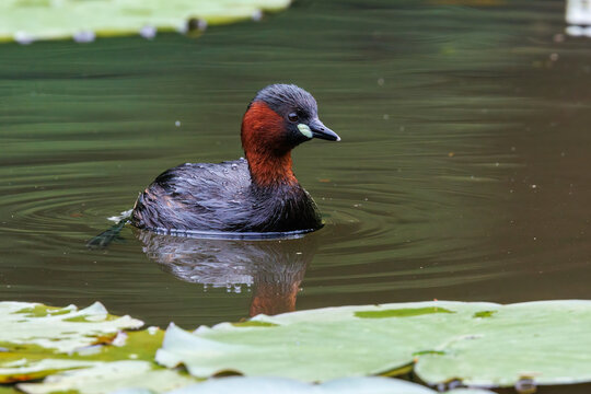 Zwergtaucher (Tachybaptus ruficollis)