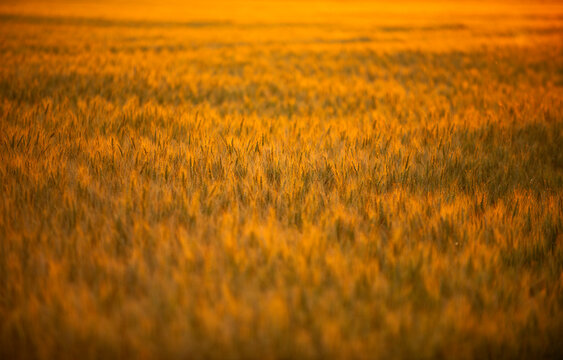 Wheat ears fill golden field. Wheat spikelets glow in sunset light. Wheat grain marks harvest season. Wheat background fades with bokeh.