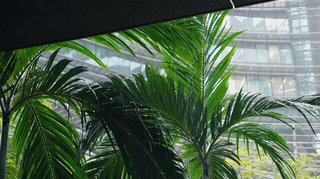 Heavy tropical rain falling on palm trees in a modern city