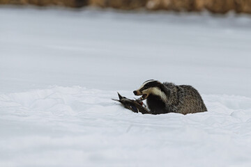 European badger Meles meles feeding on bird remains in winter snow © michal
