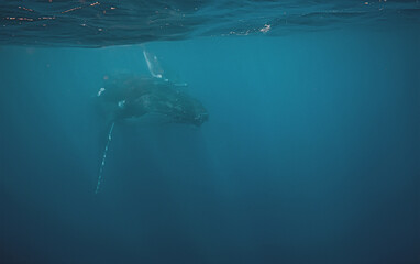Fototapeta premium Underwater view of a humpback whale swimming near the surface in
