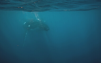 Naklejka premium A majestic humpback whale swimming deep underwater in the blue o