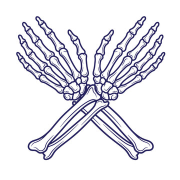 Vector illustration of two human skeletal hands with wrists crossed in an anatomical style skeleton skeletal illustration isolated background structure educational