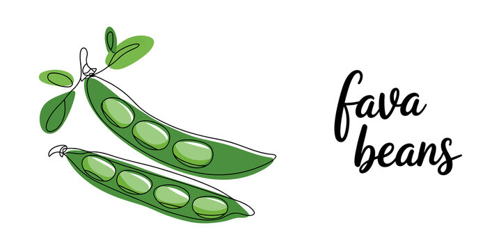 Continuous line drawing Two fresh green fava beans with leaves and text label illustration