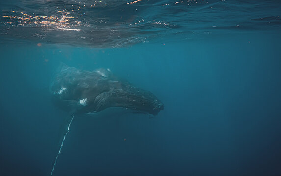 Stunning underwater shot of a humpback whale swimming in the dee