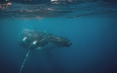 Fototapeta premium Underwater shot of a majestic humpback whale swimming near the o