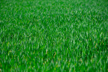 Obraz premium Grass lawn shows fresh green texture detail. Grass in meadow creates natural pattern. Rural grass suits spring outdoor landscape. Selective depth keeps grass soft.