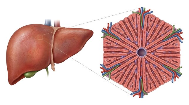 Human Liver and Hepatic Lobule Microanatomy Illustration
