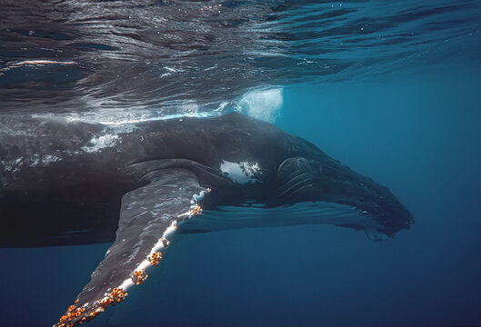 Humpback whale with barnacles swimming in deep blue ocean water