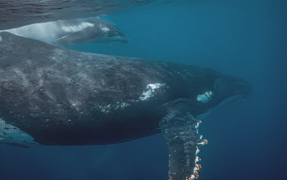 Humpback whale mother and calf gliding through the deep blue oce